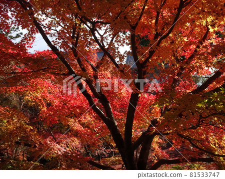 京都紅葉名勝的東福寺 京都紅葉名勝的東福寺 81533747