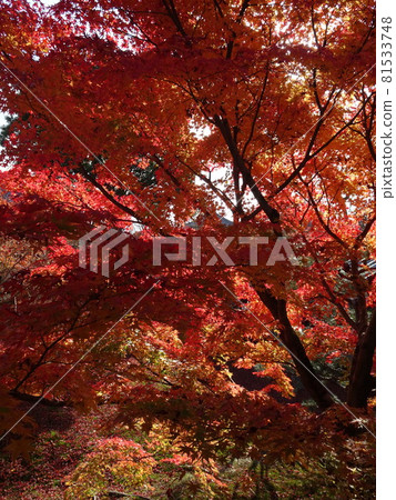京都紅葉名勝的東福寺 81533748