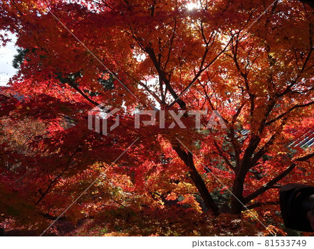 京都紅葉名勝的東福寺 81533749