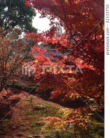 京都紅葉名勝的東福寺 81533750