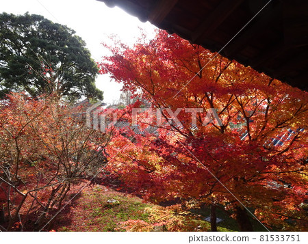 京都紅葉名勝的東福寺 京都紅葉名勝的東福寺 81533751