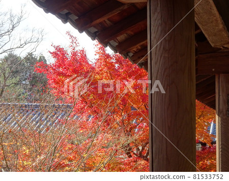 京都紅葉名勝的東福寺 京都紅葉名勝的東福寺 81533752