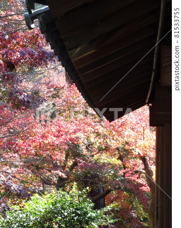 京都紅葉名勝的東福寺 京都紅葉名勝的東福寺 81533755
