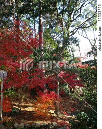京都紅葉名勝的東福寺 京都紅葉名勝的東福寺 81533756