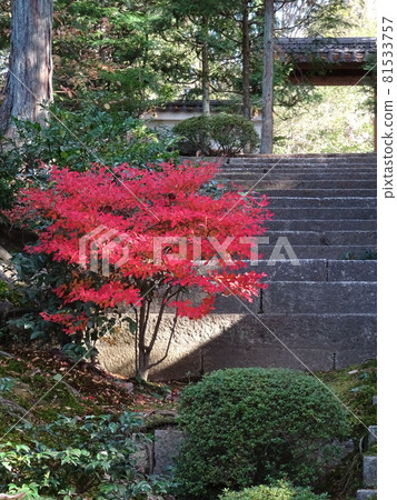 京都紅葉名勝的東福寺 京都紅葉名勝的東福寺 81533757