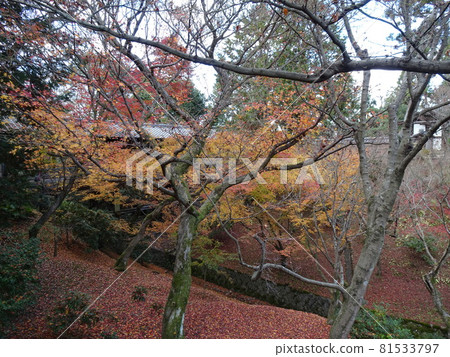 京都紅葉名勝的東福寺 京都紅葉名勝的東福寺 81533797