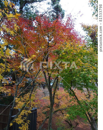 京都紅葉名勝的東福寺 京都紅葉名勝的東福寺 81533798