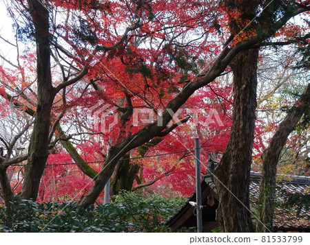Tofukuji Temple over Kyoto's famous spots for autumn leaves Tofukuji Temple over Kyoto's famous spots for autumn leaves 81533799