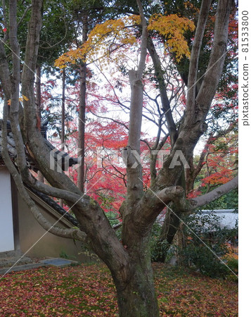Tofukuji Temple over Kyoto's famous spots for autumn leaves Tofukuji Temple over Kyoto's famous spots for autumn leaves 81533800