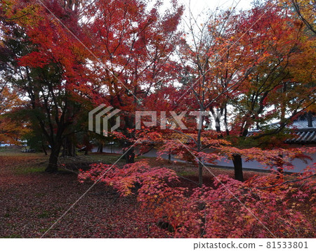 京都紅葉名勝的東福寺 京都紅葉名勝的東福寺 81533801