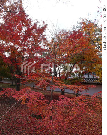 京都紅葉名勝的東福寺 81533802