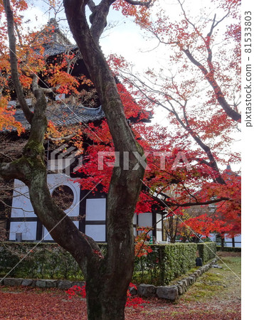 京都紅葉名勝的東福寺 京都紅葉名勝的東福寺 81533803
