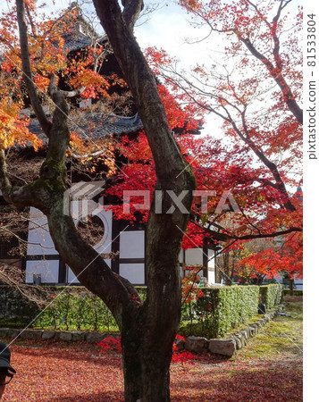 京都紅葉名勝的東福寺 京都紅葉名勝的東福寺 81533804