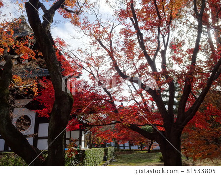 京都紅葉名勝的東福寺 京都紅葉名勝的東福寺 81533805