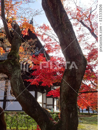 京都紅葉名勝的東福寺 京都紅葉名勝的東福寺 81533806