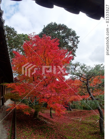 京都紅葉名勝的東福寺 京都紅葉名勝的東福寺 81533827