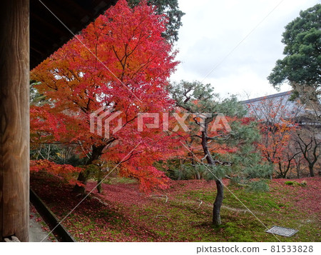 京都紅葉名勝的東福寺 京都紅葉名勝的東福寺 81533828