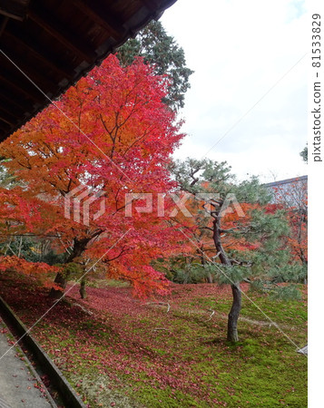 京都紅葉名勝的東福寺 京都紅葉名勝的東福寺 81533829