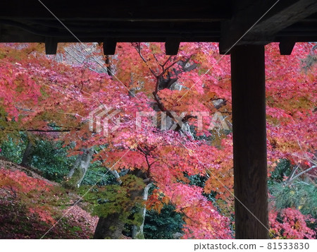 京都紅葉名勝的東福寺 京都紅葉名勝的東福寺 81533830