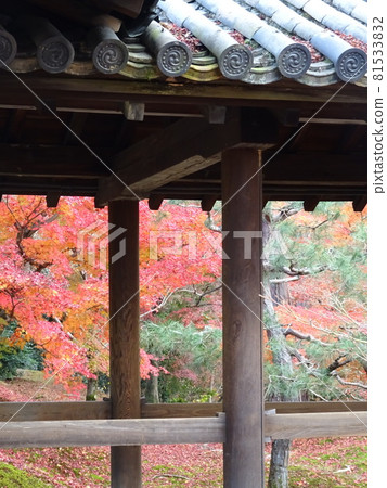 京都紅葉名勝的東福寺 京都紅葉名勝的東福寺 81533832