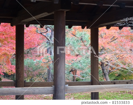 京都紅葉名勝的東福寺 京都紅葉名勝的東福寺 81533833