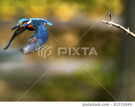 自然界中的藍色衝動 飛翔的翠鳥像噴氣式戰鬥機的亂啟動 81533849