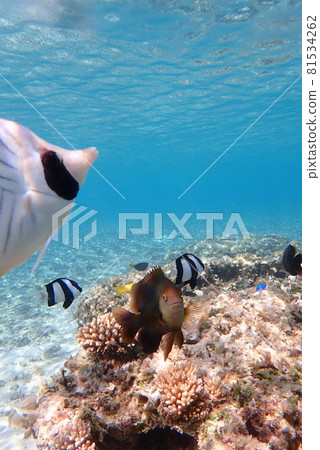 沖繩縣本部町水納海灘的魚 81534262