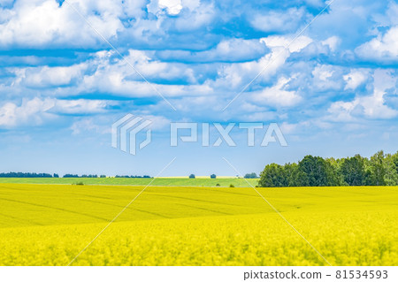 a very bright, oversaturated landscape of a rapeseed agricultural field in the bright sun a very bright, oversaturated landscape of a rapeseed agricultural field in the bright sun 81534593