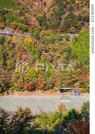 From the train window in Japan, Oigawa Railway Ikawa Line in autumn colors 81536004