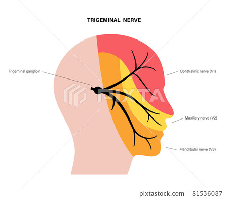 Trigeminal nerve diagram - Stock Illustration [81536087] - PIXTA