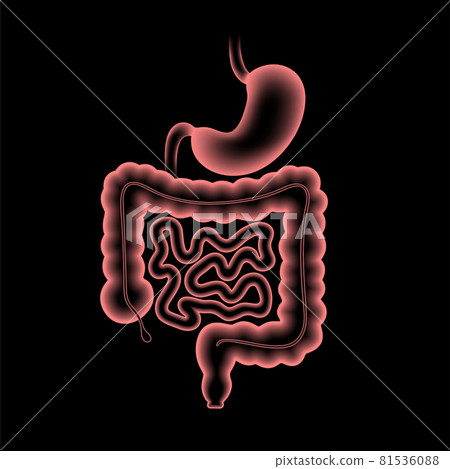 Digestive tract anatomy 81536088