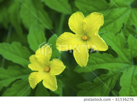 Botanical flowers Botanical flowers 81536276