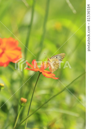 Monkey Butterfly sucking the honey of flowers Monkey Butterfly sucking the honey of flowers 81536584