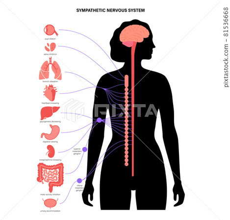 Symphathetic nervous system 81536668