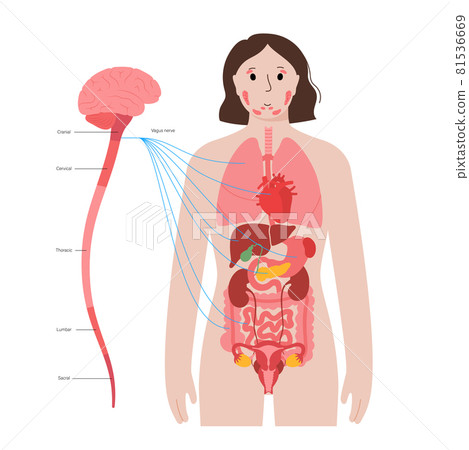 Vagus nerve diagram 81536669