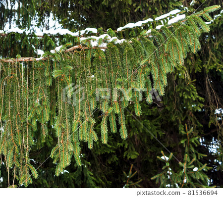 The famous candelabra-shaped spruce. 81536694