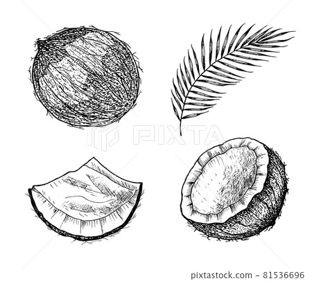 Coconut and palm leaf. A piece and a half of a nut. Vintage style. Tropical food illustration Coconut and palm leaf. A piece and a half of a nut. Vintage style. Tropical food illustration 81536696