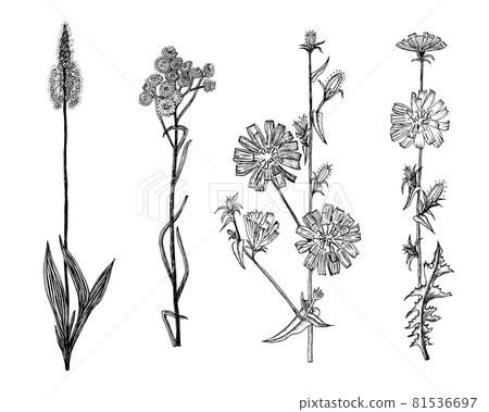 Cichorium or Chicory or endive. Plantago or Helichrysum arenarium or dwarf everlast or immortelle 81536697