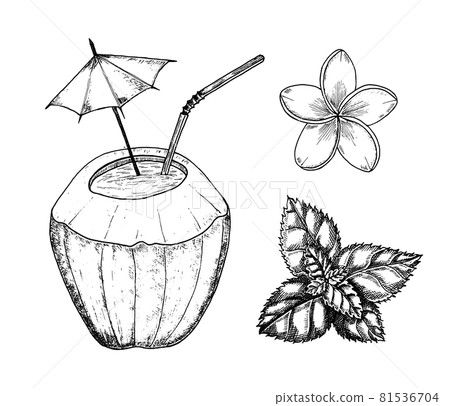 Coconut and cocktail with umbrella and Plumeria and herb. Vintage style. Tropical food illustration 81536704