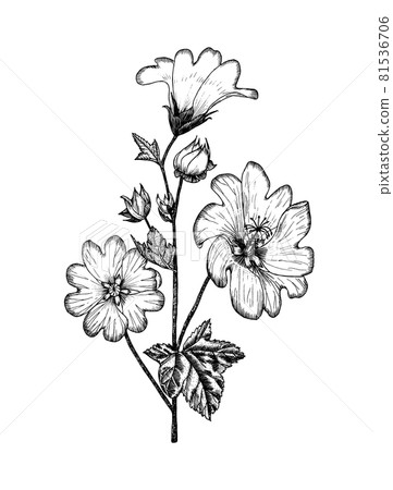 Althaea Botanical plant illustration. Vintage herbaceous perennial herbs. Hand drawn floral bouquets Althaea Botanical plant illustration. Vintage herbaceous perennial herbs. Hand drawn floral bouquets 81536706