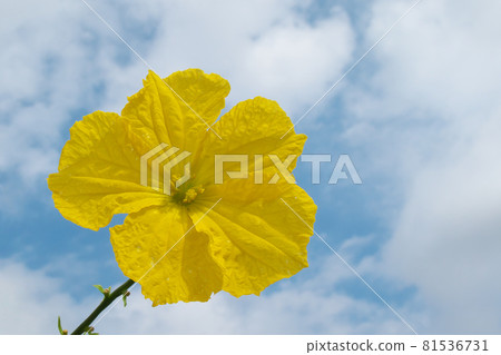 Loofah flower (male flower) and summer blue sky 81536731