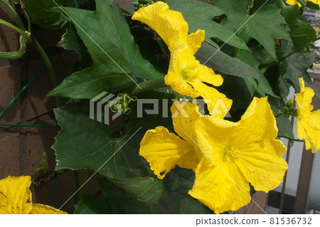 Loofah female flower (top) and male flower A fruiting ovary can be seen in the female flower 81536732