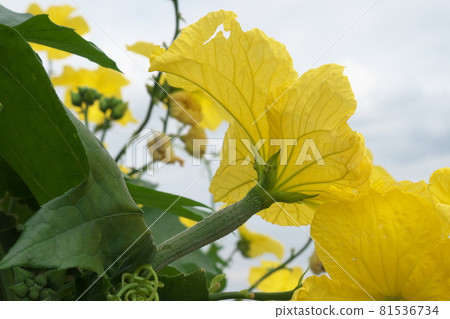 背面照片顯示絲瓜雌花的結果部分(子房) 背面照片顯示絲瓜雌花的結果部分(子房) 81536734