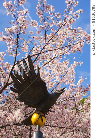和歌山縣田邊市熊野本宮神社大齋原本宮町八重櫻和盛開的櫻花 81536798