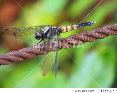 椰子殼 椰子殼 81536907