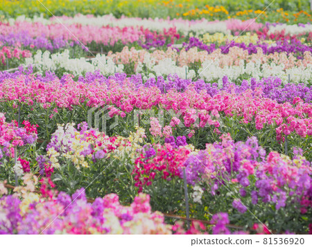 Flower field in Shiramazu (Minamiboso City, Chiba Prefecture) 81536920