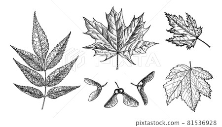 Maple leaf. Autumn leaves in a sketch style. Vector illustration isolated on white background 81536928
