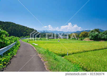 Scenery of Nakaogino in summer << Atsugi City >> Scenery of Nakaogino in summer << Atsugi City >> 81536974