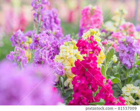 Shiramazu 花田多彩股票(千葉縣南房總市) Shiramazu 花田多彩股票(千葉縣南房總市) 81537009