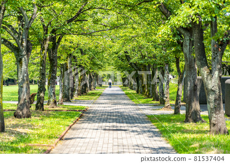 多摩新城的公園 多摩新城的公園 81537404